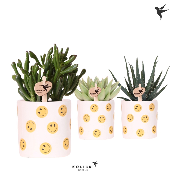 <h4>Kolibri Greens Succulenten mix in Smiley pot</h4>