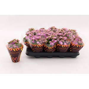 Kalanchoe Double Pink