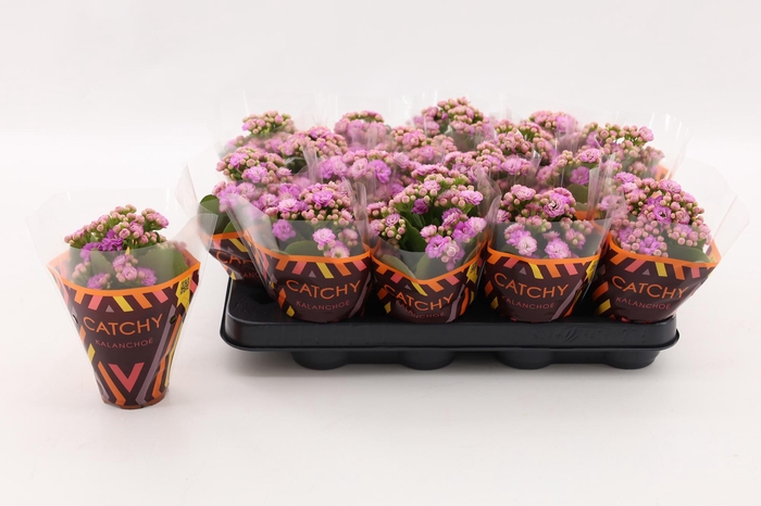 <h4>Kalanchoe Double Pink</h4>