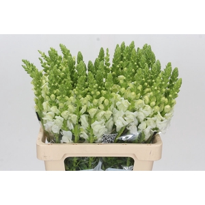 Antirrhinum Potomac Early White Extra