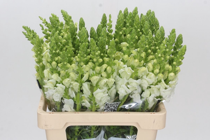 <h4>Antirrhinum Potomac Early White Extra</h4>