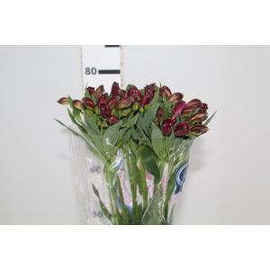 ALSTROEMERIA NAPOLI 080 CM