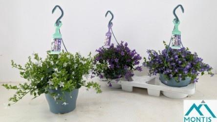 <h4>CAMP ADDENDA MIXK</h4>