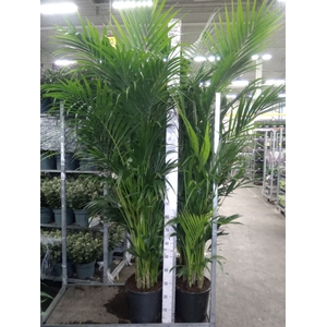 Howea forsteriana