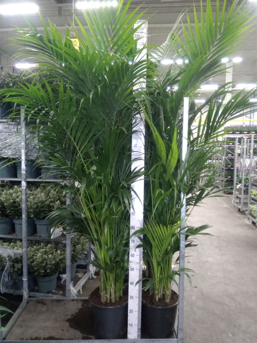 <h4>Howea forsteriana</h4>