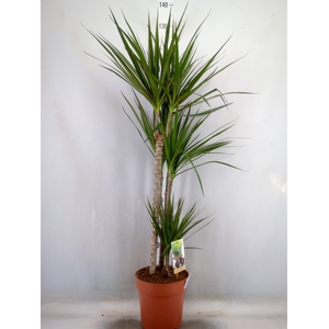 Dracaena marg.