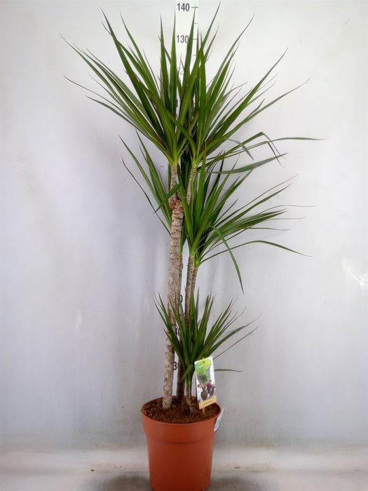<h4>Dracaena marg.</h4>