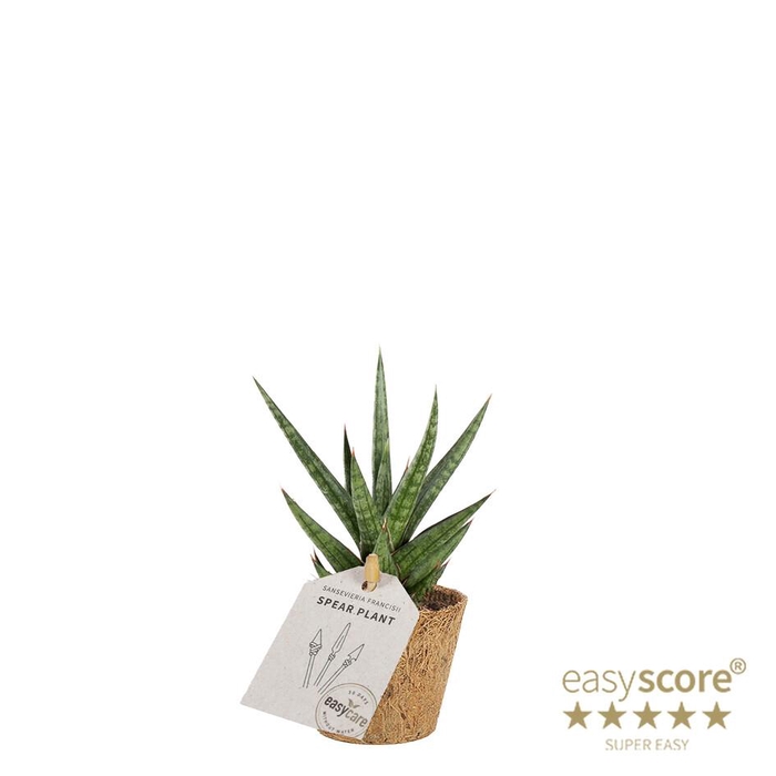 <h4>SANSEVIERIA TRIFASCIATA</h4>