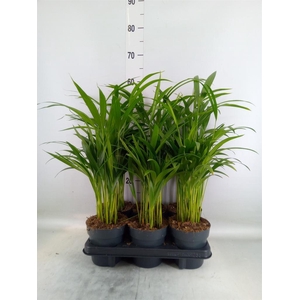 Dypsis lutescens   ...Chrysalidoca