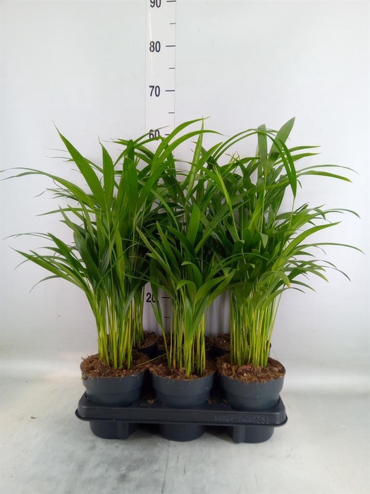 <h4>Dypsis lutescens   ...Chrysalidoca</h4>