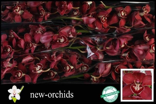 <h4>CYMB T FLAMEFLOR</h4>