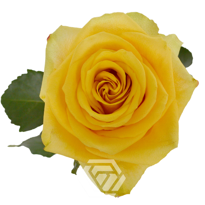 <h4>R GR BUMBLEBEE Tessa</h4>