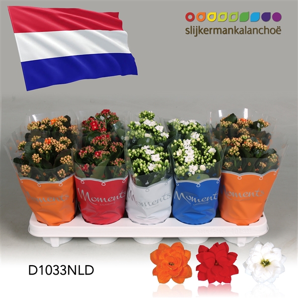 <h4>Kalanchoe Moments - Netherlands flag</h4>