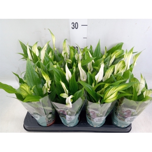 Spathiphyllum  'Pearl Cupido'