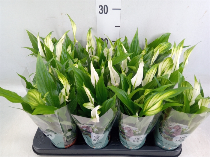 <h4>Spathiphyllum  'Pearl Cupido'</h4>