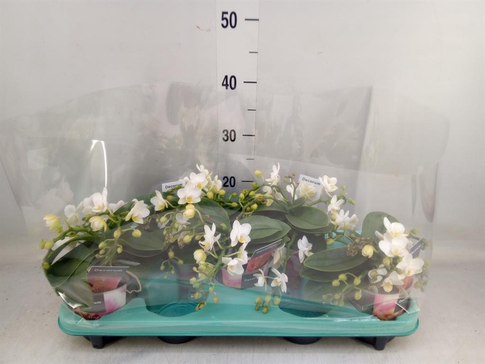 <h4>Phalaenopsis multi. 'Ant Nazare'</h4>