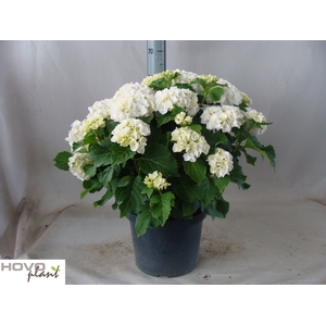 HYDR M CRYSTAL PALAC