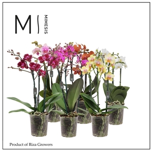 Phalaenopsis Multi Mix 3 spike - 12cm | Mimesis