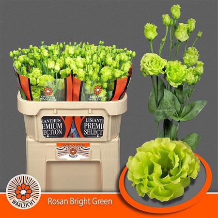 <h4>Eustoma G Rosanna Bright Green</h4>