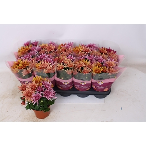 CHRYS ART JEF GEM IP