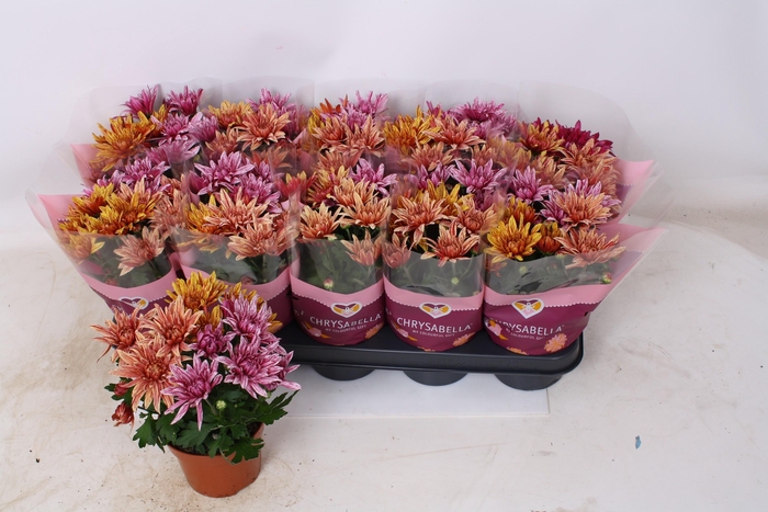 <h4>CHRYS ART JEF GEM IP</h4>