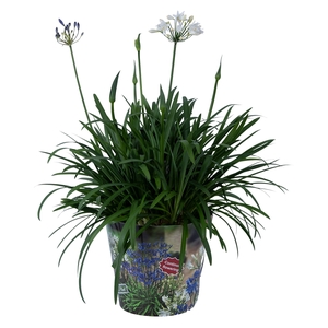 Nolina Agapanthus Ø 24 cm. Summer LoveTM Duo in box