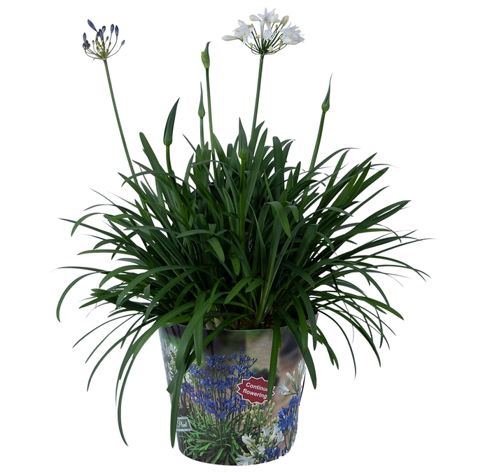 <h4>Nolina Agapanthus Ø 24 cm. Summer LoveTM Duo in box</h4>