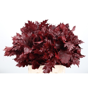 Quercus Kl Bh Bordeaux