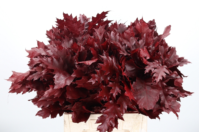 <h4>Quercus Kl Bh Bordeaux</h4>