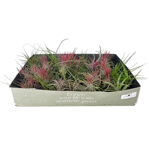 tillandsia mix x50