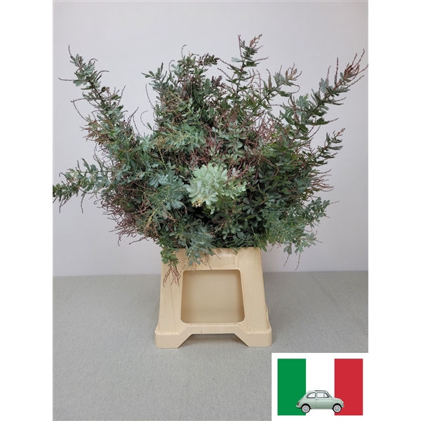 <h4>ACACIA BAILEYANA PB</h4>