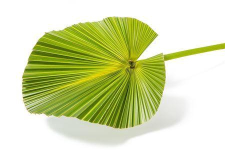 <h4>Livistona rotundifolia</h4>