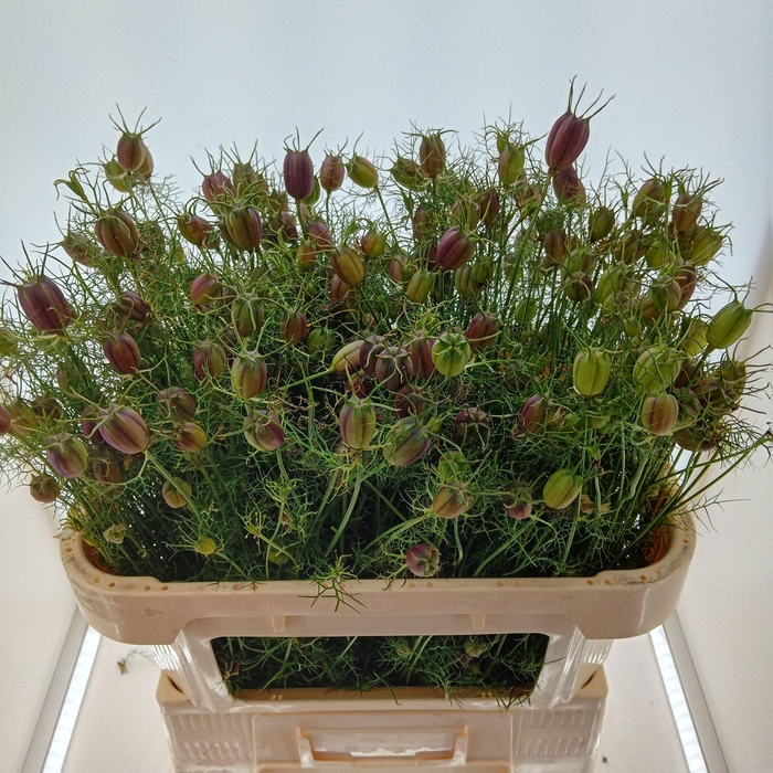 <h4>NIGE DAMASCE ZD P BS</h4>