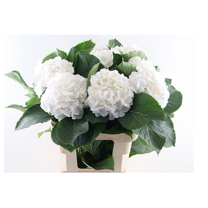 Hydr Verena White 40 cm Vicini