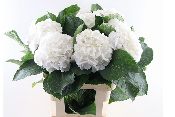 <h4>Hydr Verena White 40 cm Vicini</h4>