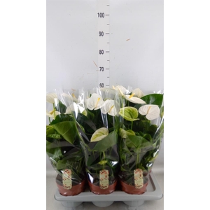 Anthurium andr. 'Alpine'