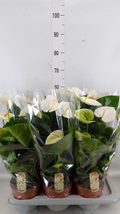 <h4>Anthurium andr. 'Alpine'</h4>