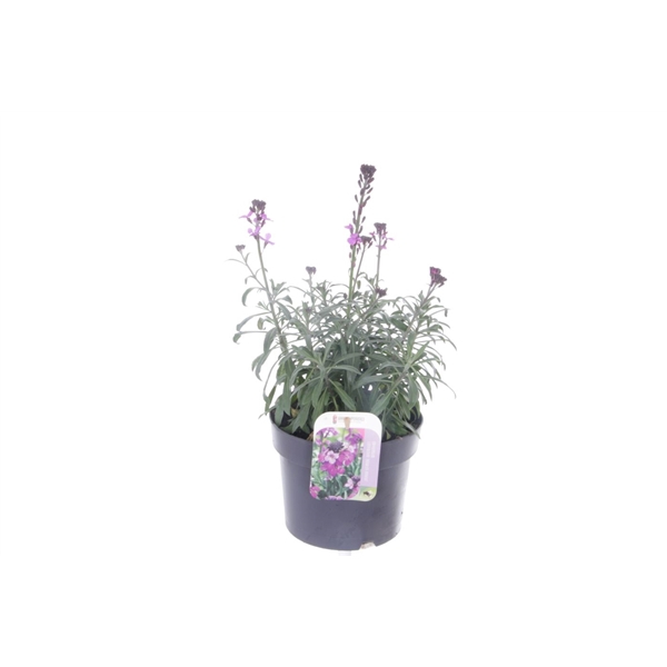 <h4>Erysimum lin. Bowles Mauve</h4>