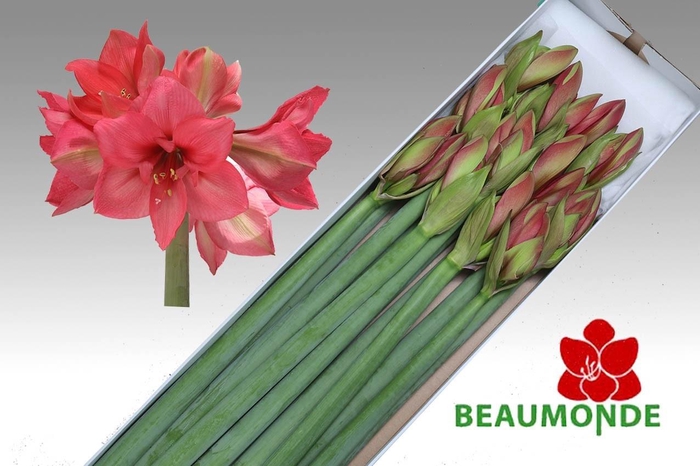 <h4>HIPP GA PLEASURE</h4>