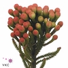 Cape green red strawberry (Brunia)