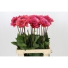 Dahlia Salmon Runner