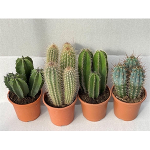 Cactus gemengd