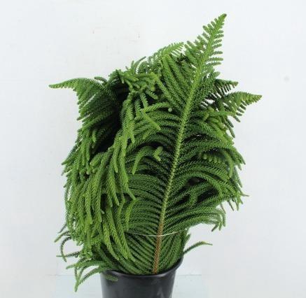 <h4>ARAUCARIA 1KG</h4>