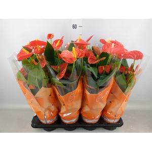 Anthurium andr. 'Sierra Orange'