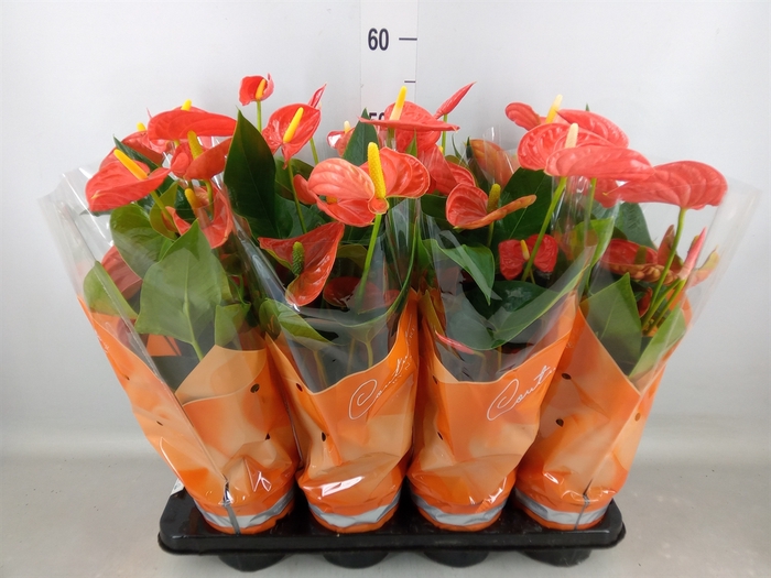 <h4>Anthurium andr. 'Sierra Orange'</h4>