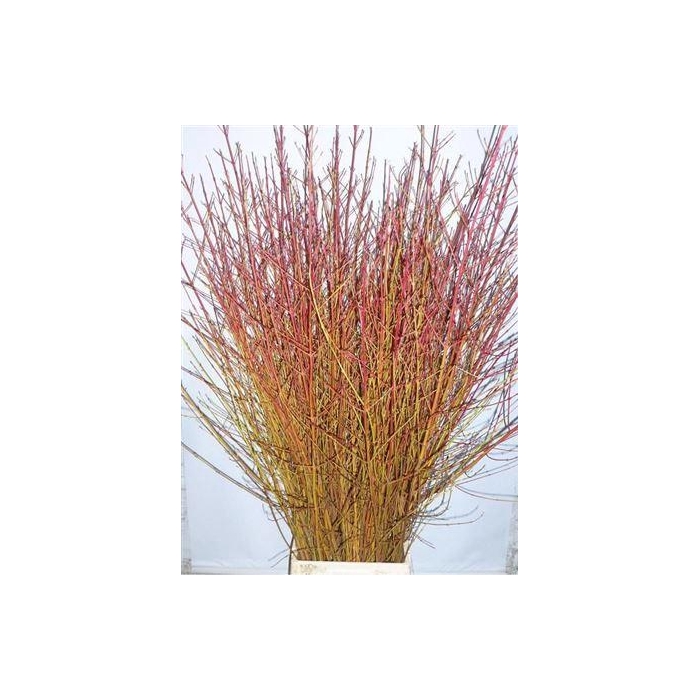 <h4>Cornus Sa Winter Beauty</h4>