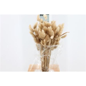 Dried Lagurus Bleached Naturel Bs