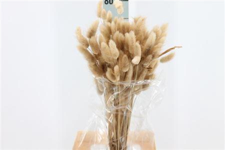 <h4>Dried Lagurus Bleached Naturel Bs</h4>