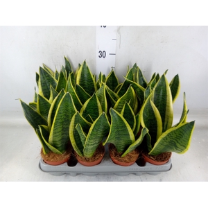 Sansevieria trifa. 'Futura Superba'