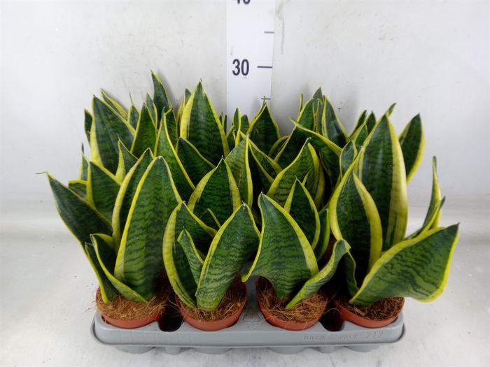 <h4>Sansevieria trifa. 'Futura Superba'</h4>